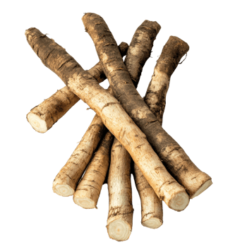 Fresh burdock roots harvested and arranged on a transparent background for culinary use and medicinal benefits, Fresh Burdock roots on transparent background png