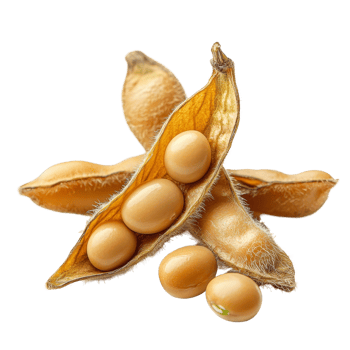 Closeup view of fresh soybeans in a pod isolated on a transparent background for culinary and agricultural use, Soybean isolated on transparent background, closeup png