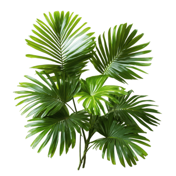 Lush tropical palm leaves in vibrant green against a clean transparent background, tropical nature green palm leaf on transparent backgroundfile png