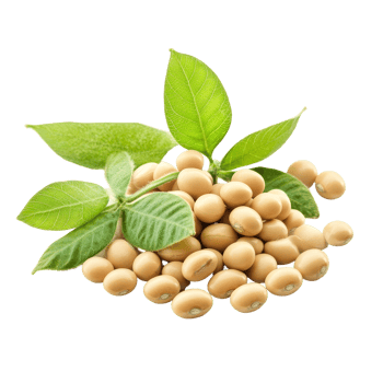 Soybean seeds with green leaves isolated on a transparent background for agricultural and culinary use in cooking, Soybean isolated png