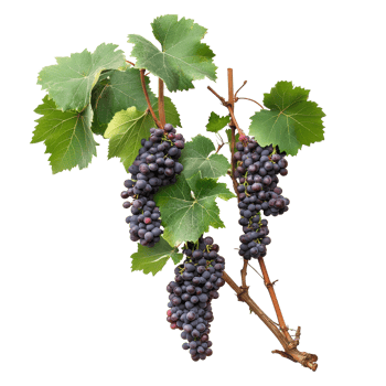 Fresh organic grape vine with clusters of ripe grapes against a clean transparent background, Fresh organic grape tree on transparent background. grape plants transparent background png