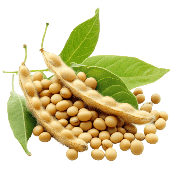 Freshly harvested soybeans with pods and green leaves isolated on a transparent background for agricultural use, Soybean isolated png