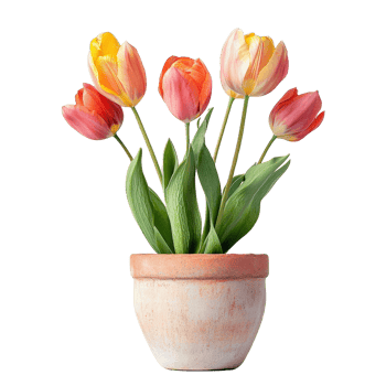Vibrant tulips blooming beautifully in a decorative pot on a simple transparent surface, Beautiful natural tulip flowers in a pot on a transparent background png