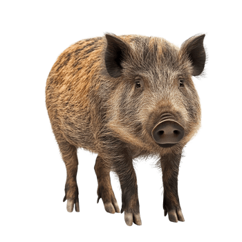 Wild boar standing alone on a transparent background showcasing its unique fur and features in a studio setting, Wild Boar isolated on transparent background png