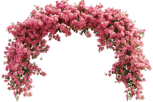 Pink Bougainvillea Bush png