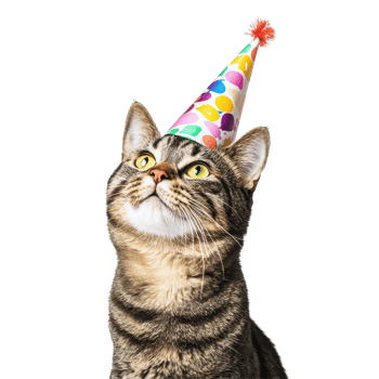 Cute cat wearing colorful birthday hat posing against white background, cat with birthday hat isolated on white background png