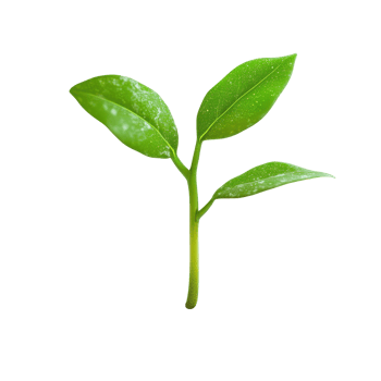 Green technology plant emerging from a circuit board showcasing innovation in sustainability and technology, Green Technology Plant Growing from Circuit Board on white background png