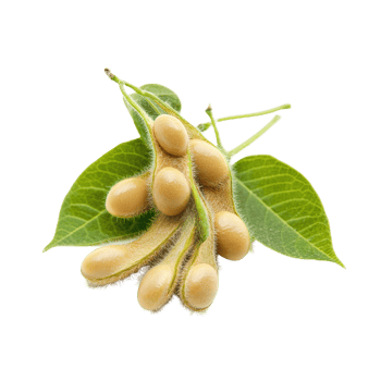 Close up view of fresh soybean pods with leaves on a Transparent background showcasing agricultural detail, Close up Soybean isolated on background png