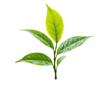 Fresh tea leaf with water droplet on a pristine Transparent background showcasing natures beauty and detail, tea leaf with drop water on background png