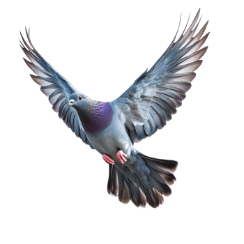 Majestic pigeon soaring gracefully against a Transparent background with outstretched wings, Majestic Pigeon Soaring in Flight, background png