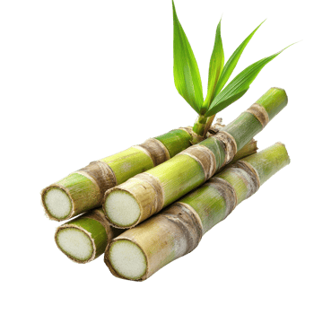 Fresh sugar cane stalks isolated on a Transparent background showcasing natural texture and color, sugar cane isolated on background png