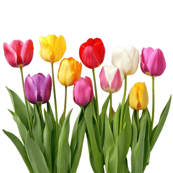 Colorful tulips arranged beautifully on a Transparent background showcasing spring blooms, Colorful Crayons isolated on background png
