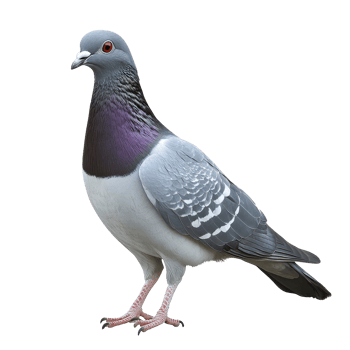 Grey pigeon stands isolated on white background showcasing vibrant plumage details, grey pigeonisolated on white background png