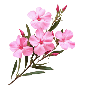 Isolated pink nerium oleander flowers showcasing delicate petals and lush green leaves on a Transparent background, Isolated image pink nerium oleander flowers on a background png