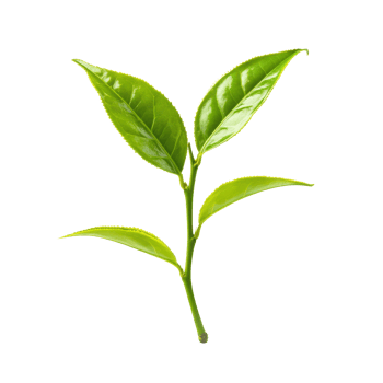 Fresh green tea leaf on white background showcasing its vibrant, natural color and delicate structure, green tea leaf isolated on white background png
