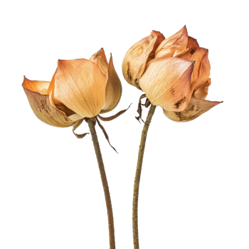 Closeup view of wilted lotus flowers isolated on Transparent background showcasing natural decay and beauty, Closeup view wilted lotus flowers isolated on background png