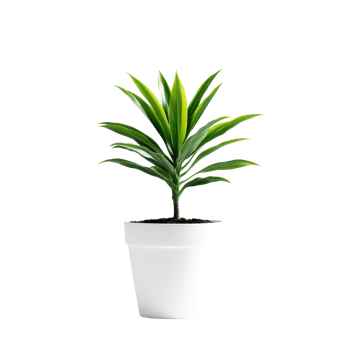 Green plant in a white pot showcasing vibrant foliage against a Transparent background, pot with a plant in it on a background png