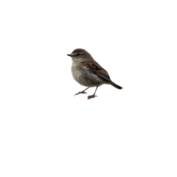 Small bird perched on a rock against a Transparent background in a tranquil outdoor setting, small bird perched on top a rock, background png