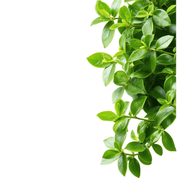 Green leaves of a shrub forming an upper border isolated on a white background for botanical themes, Green leaves shrubs upper border isolated on white background png