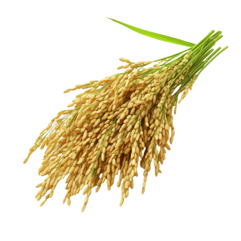 Paddy rice bunch with grains isolated against a clean Transparent background, paddy rice isolated on on background png