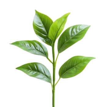 Closeup view of a vibrant green leafy plant with rich textures and details, Closeup view growing green leafy plant isolated on Transparent background png