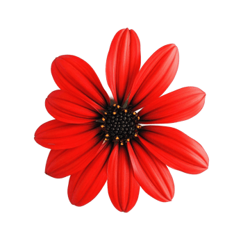 Stunning red flower with vivid petals on a bright Transparent background capturing natures beauty, red flower isolated on background png