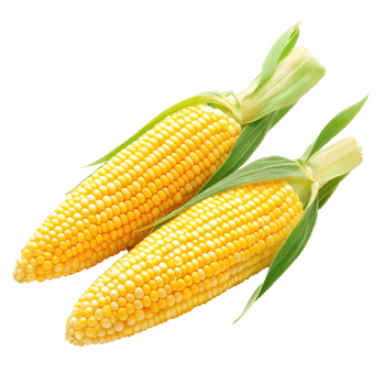 Freshly harvested corn ears displaying bright yellow kernels on a clean Transparent background, Corn isolated on background png
