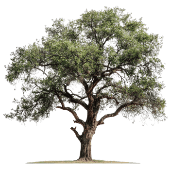 Large solitary tree with green leaves standing against a plain background in bright natural light, Image branches with leaves a large tree isolated on white background png