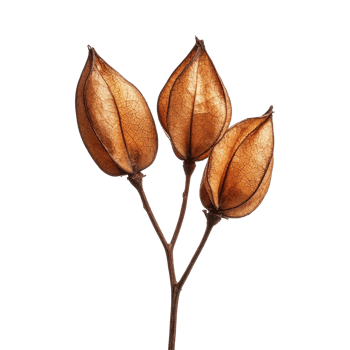 Ormosia makha seeds detailed view isolated on Transparent background showcasing their unique structure and texture, Ormosia Makha seeds isolated on background png