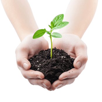 Hands nurturing a young plant sprout in soil isolated on a white background, Hands holding young plant sprout isolated on white background png