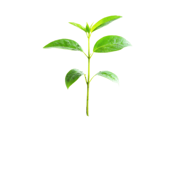 Small green plant emerging from dark soil with fresh leaves in a bright environment, small plant with green leaves growing out a pile dirt, Transparent background png