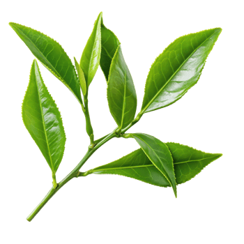 Fresh green tea leaves arranged gracefully on a clean white background for culinary and wellness use, green tea leaves on white background png