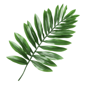 Palm leaves isolated on Transparent background showcasing vibrant green colors and intricate textures for design use, Isolated image palm leaves on background png