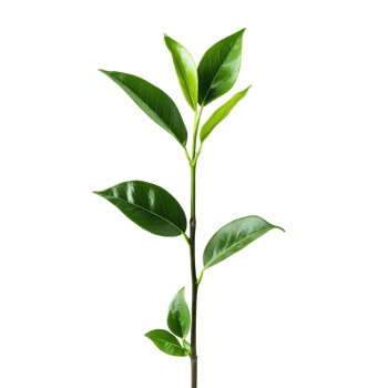 Green plant with vibrant leaves stands tall against a plain Transparent background, plant with green leaves on a background png