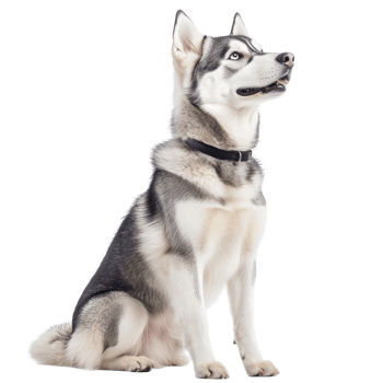 Siberian Husky sitting gracefully on a Transparent background with attentive expression, Siberian Husky on background png