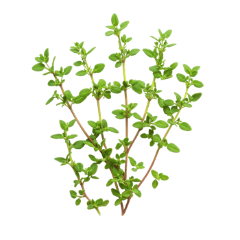 Fresh thyme leaves arranged neatly on a Transparent background for culinary or herbal use, thyme leaves isolated on background png