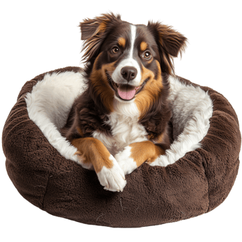 Happy Australian Shepherd Dog in Brown Bed Pet Fur Cute Cozy Pets Dogs png