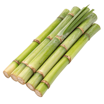 green bamboo sticks on a transparent background png