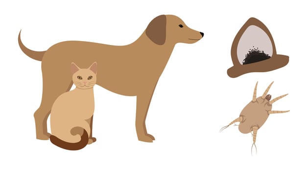 Dog and cat having ear mites and dark secretions in their ears with a close up of the parasite vector