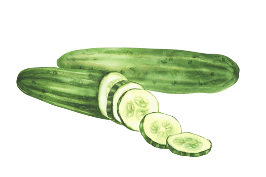 Cucumber watercolor hand painted illustration. Whole long green vegetable and sliced in circles cucumber fruit. Clipart for eco market, kitchen menu, food, nature cosmetic label. Isolated background png
