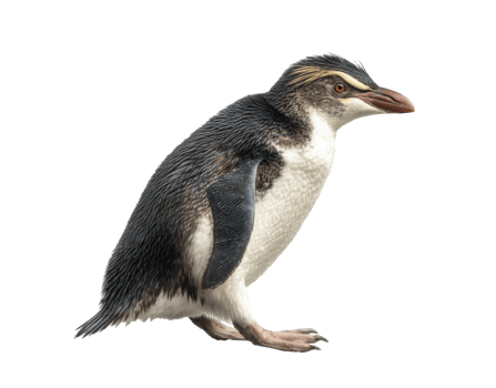 Unique penguin species with distinct feather patterns and colors png