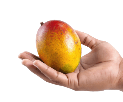 Fresh mango in hand ready for enjoyment and healthy eating png