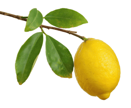 Fresh lemon on branch with green leaves for culinary use png