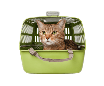 Cat in green carrier ready for travel and adventure png