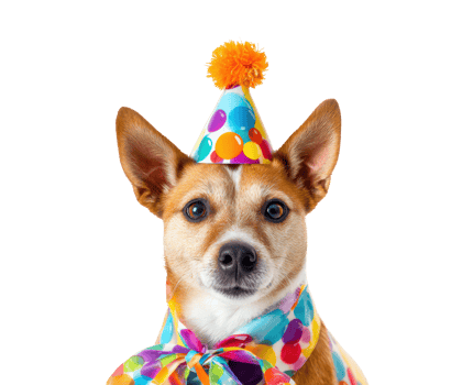 Happy dog in colorful party hat celebrating special occasion png
