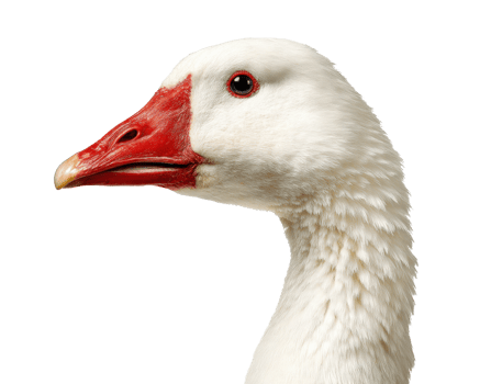 Close-up of a white goose with a red bill and blue eyes png