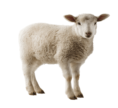 Cute lamb standing on a green pasture in spring season png