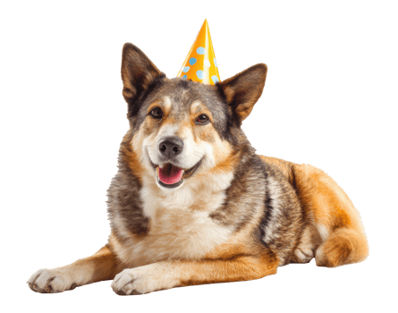 Happy dog wearing a party hat celebrating a joyful birthday occasion png