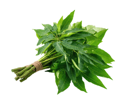 Fresh herbal bundle of aromatic leaves for culinary uses and remedies png