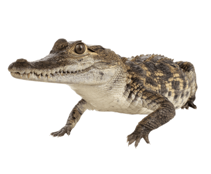 Young crocodile in a natural pose on a neutral surface png